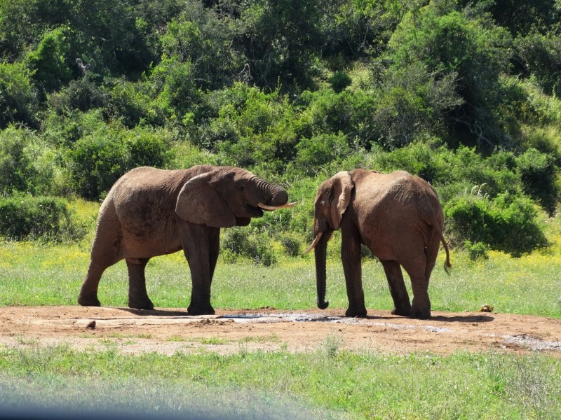 Afbeelding van Addo Elephant