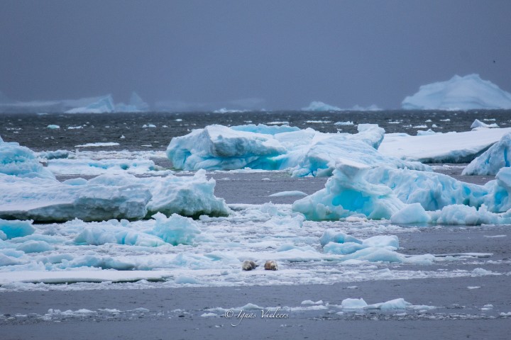 Adelaide Island Antarctica