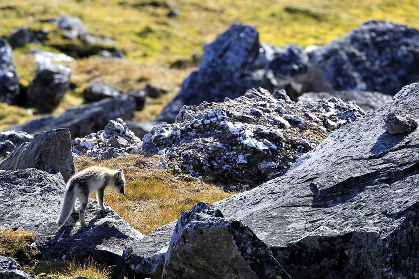 Afbeelding van Alkornet Hurtigruten Linda Drake