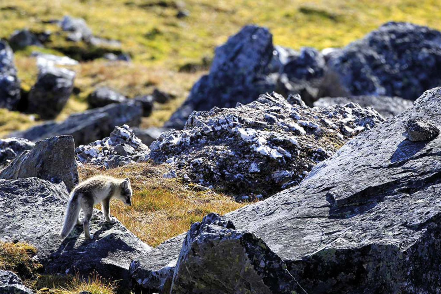 Alkhornet, Spitsbergen Svalbard