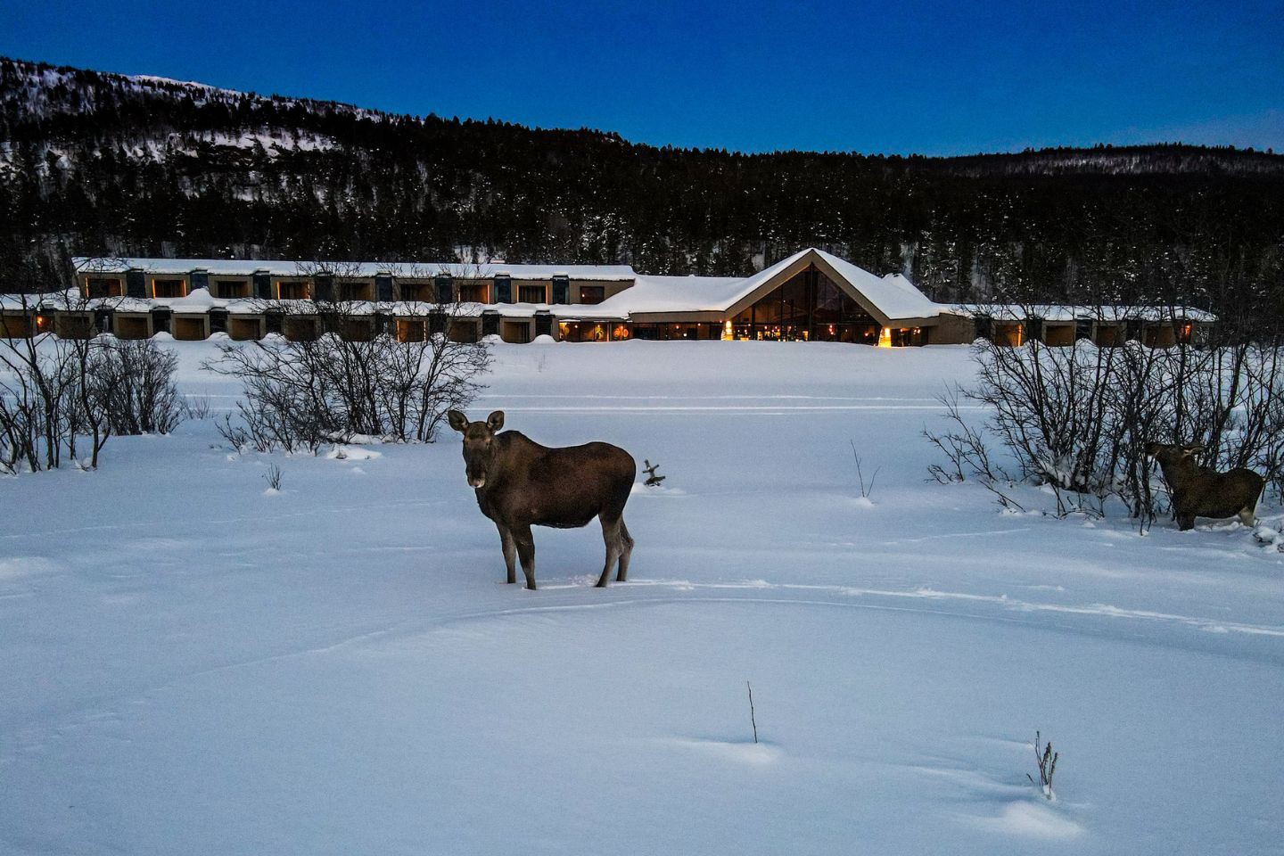 Afbeelding van Alta Sorrisniva Wilderness Lodge 13