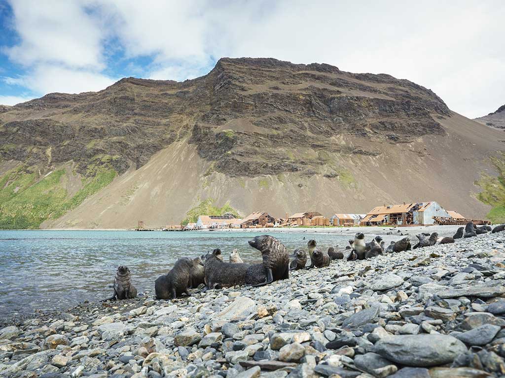 Afbeelding van Antarctica Reizen Zuid Georgie Falklands Oceanwid Expeditions Dietmar Denger 2