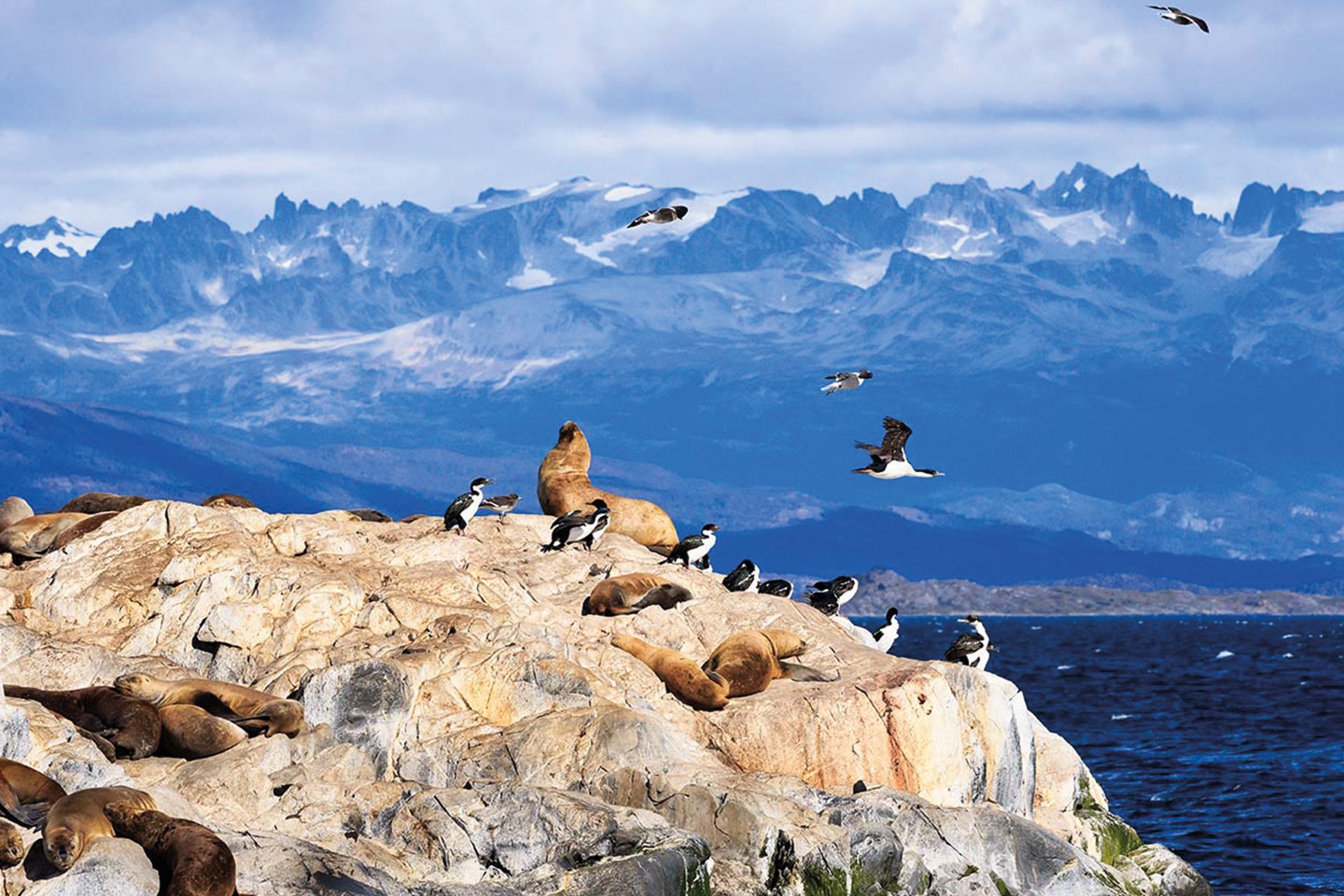 Antarctisch Schiereiland Bezoeken QuarkExpeditions AdobeStock 259270533 TierradelFuego Ushuaia Argentina Credit Min Afbeelding van Antarctisch Schiereiland Bezoeken QuarkExpeditions AdobeStock 259270533 TierradelFuego Ushuaia Argentina Credit Min