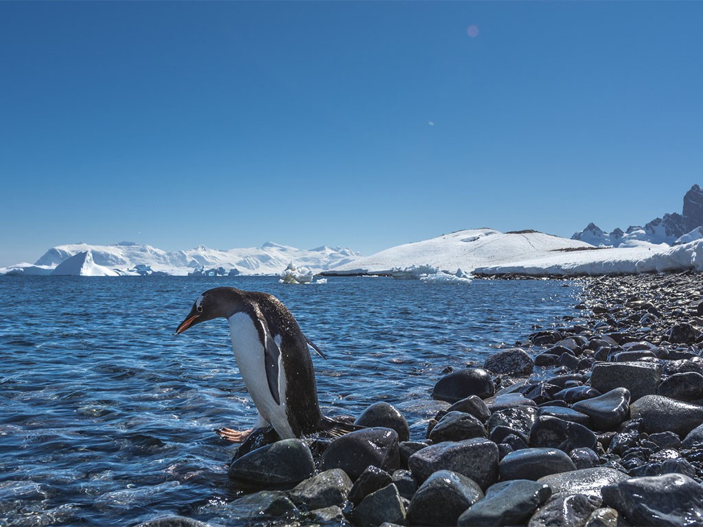 Afbeelding van Antarctische Expeditie Hurtigruten Karsten Bidstrup Copy