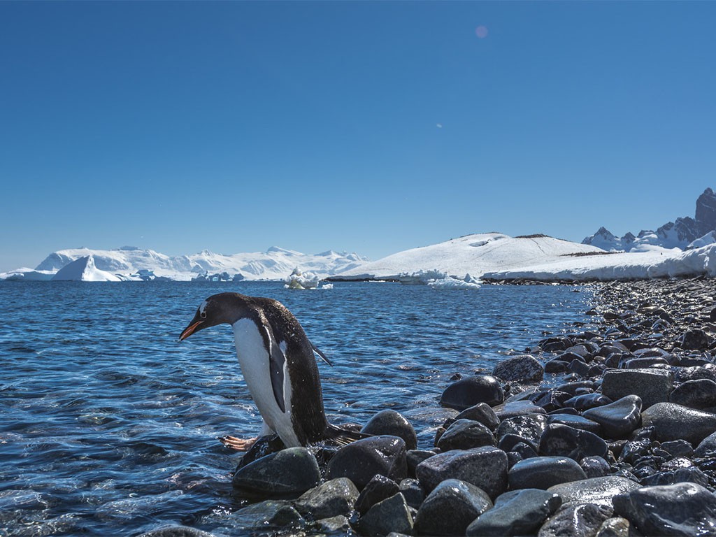 Antarctische Expeditie Hurtigruten Karsten Bidstrup Copy Afbeelding van Antarctische Expeditie Hurtigruten Karsten Bidstrup Copy