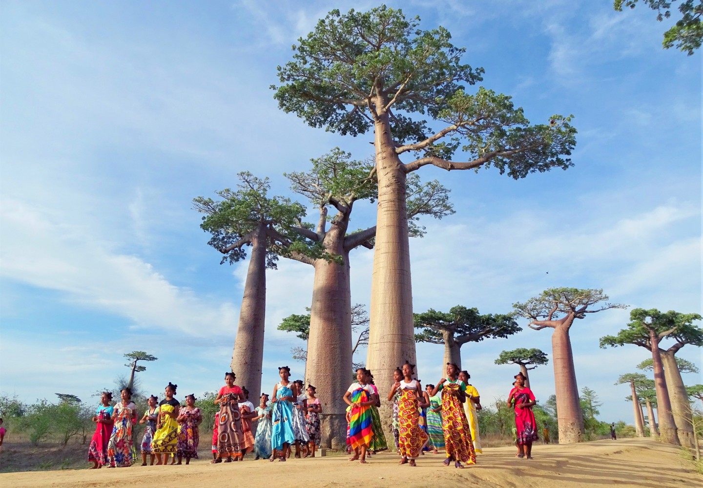 Afbeelding van Baobab Allee Zonsondergang