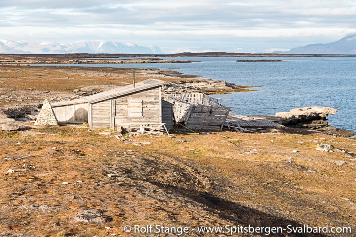 Bohemanflya, Spitsbergen Svalbard