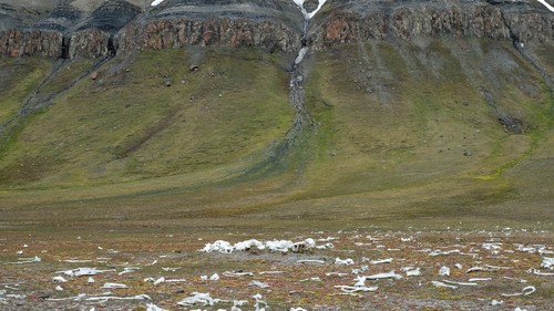 Afbeelding van Bones Of Beluga Whales Svalbard HGR 123541 500  Photo Stefan Dall