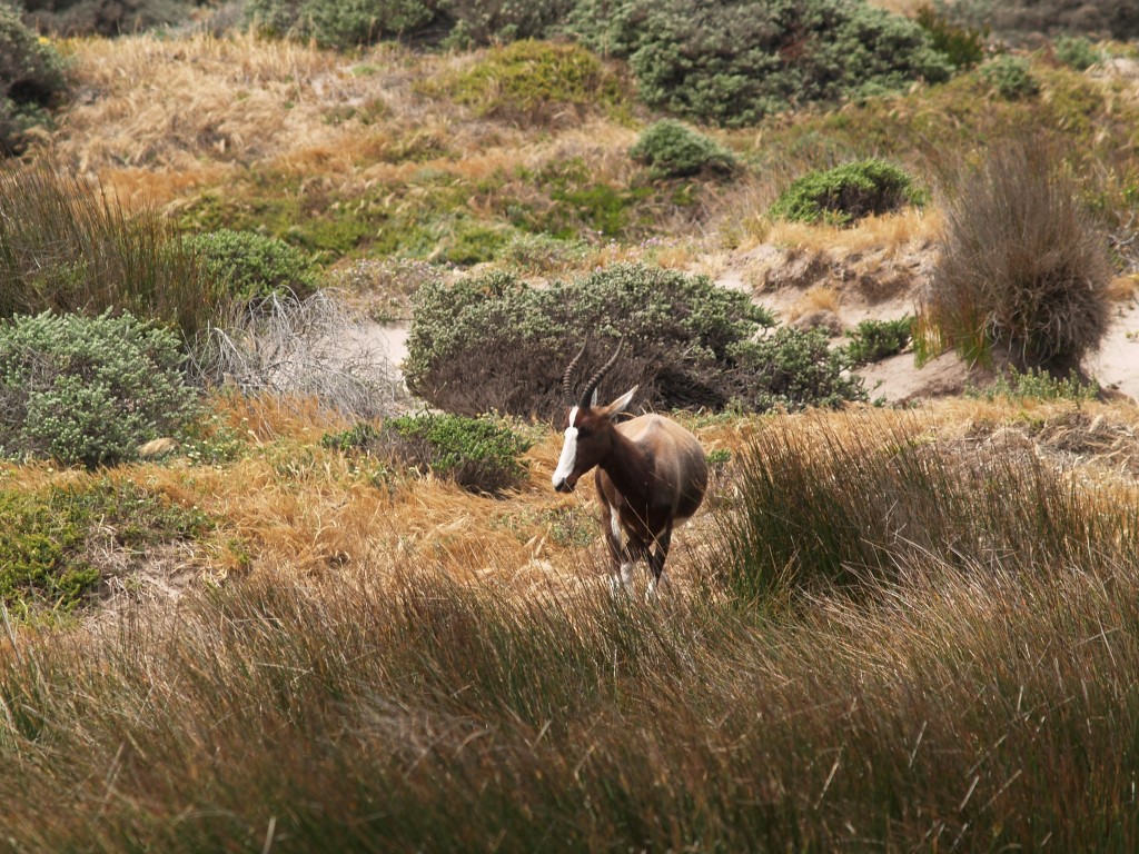 Afbeelding van Bontebok