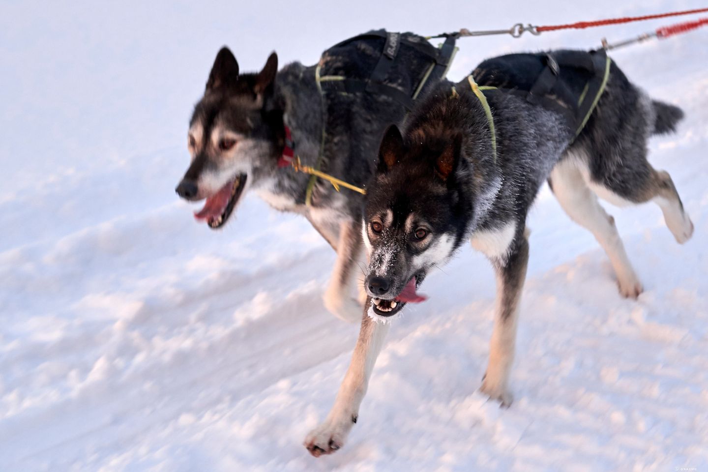 Hondensledetocht Luleå