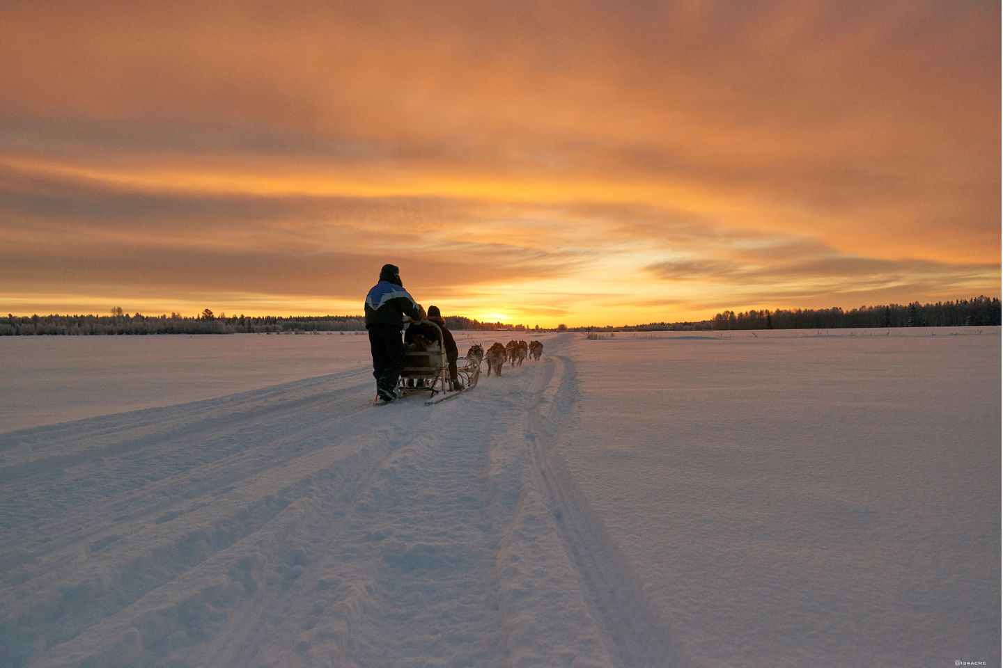 Hondensledetocht Luleå