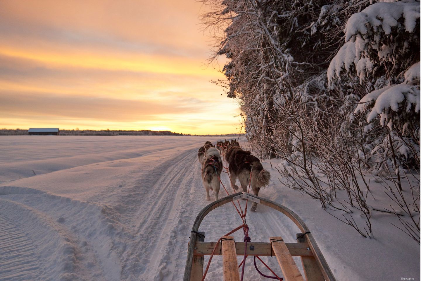 Hondensledetocht Luleå