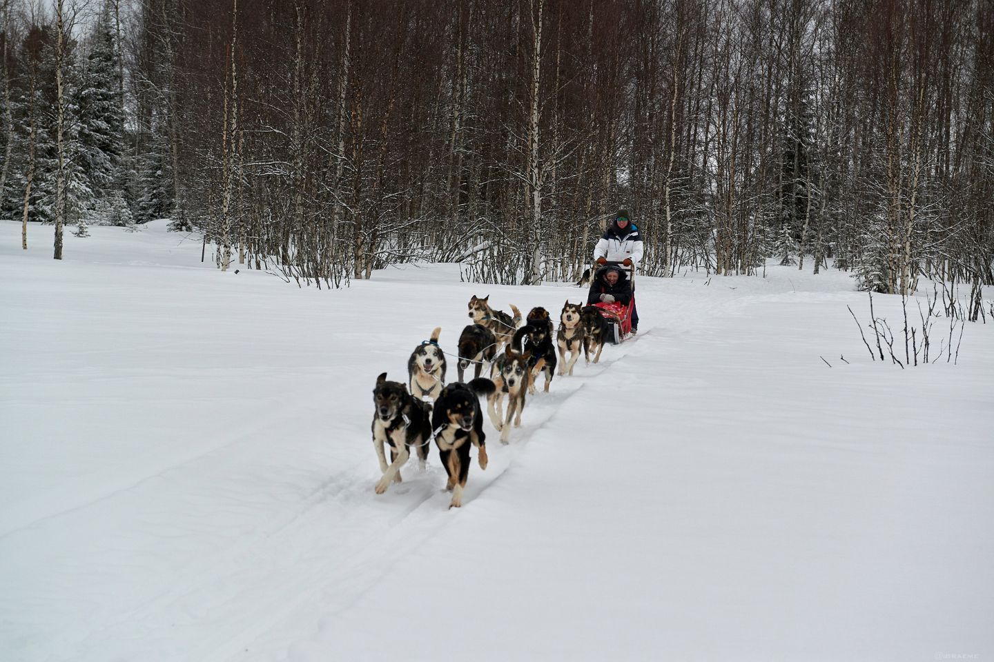 Hondensledetocht Luleå