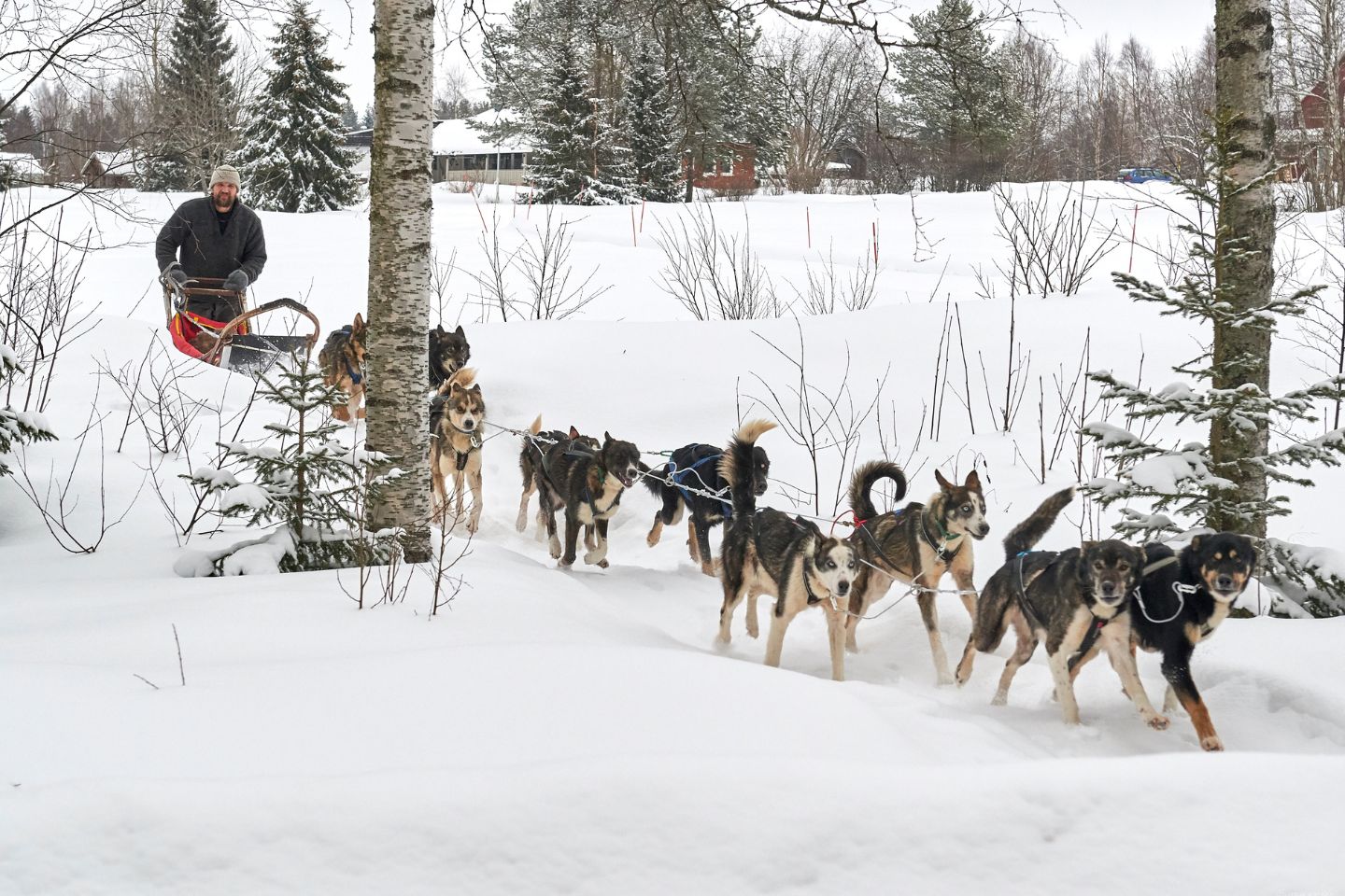 Hondensledetocht Luleå