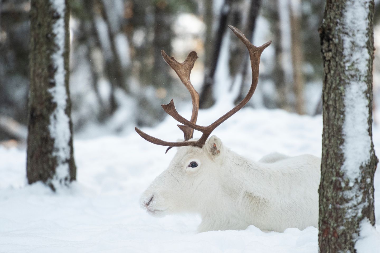 Sami ervaring Luleå