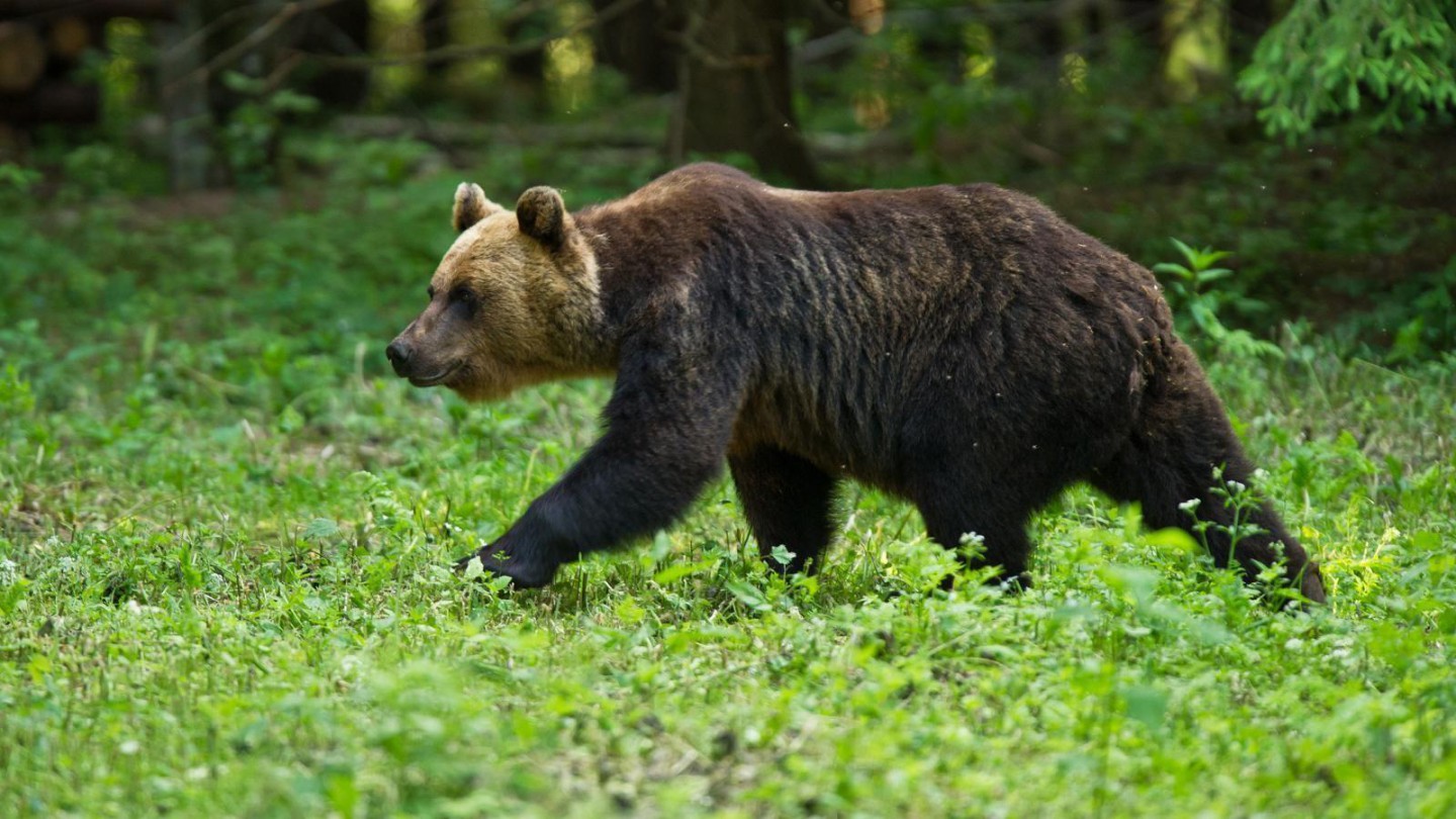 Afbeelding van Brown Bear