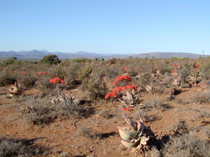 Camdeboo Cottages - Graaff Reinet