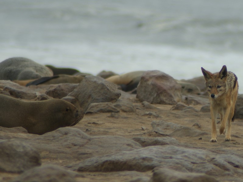 Afbeelding van Cape Cross