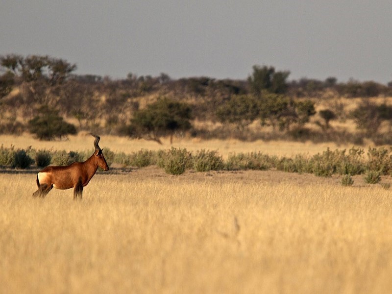 Afbeelding van Central Kalahari Khutse