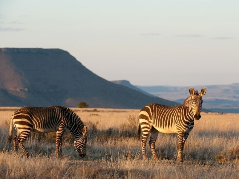 Afbeelding van Cradock Mountain Zebra