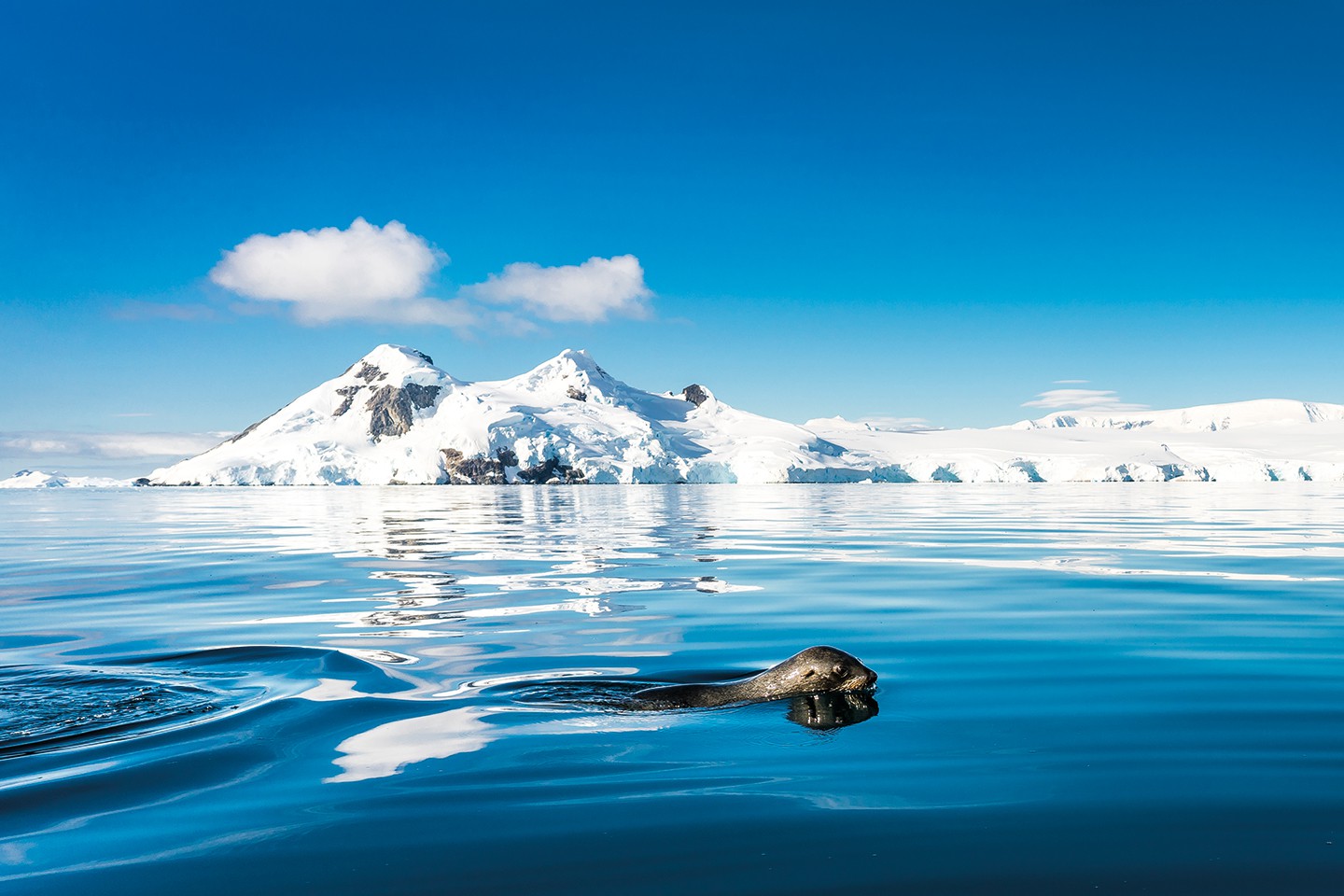 Afbeelding van Cruise Antarctisch Schiereiland Swimming Fur Seal %C2%A9 Dietmar Denger   Oceanwide Expeditions