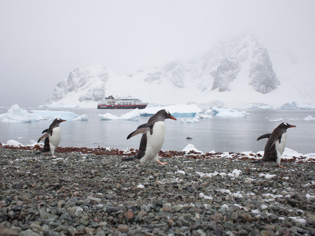 Afbeelding van Danco Island Hurtigruten Nick Cobbing Copy