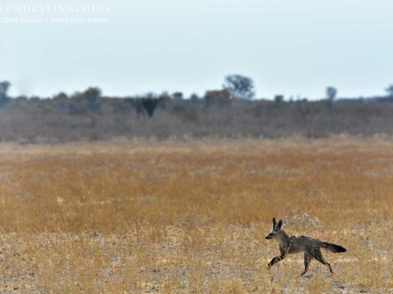 Deception Valley Camping - Centrale Kalahari