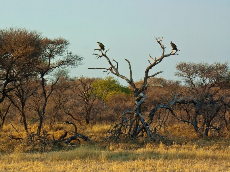 Deception Valley Camping - Centrale Kalahari