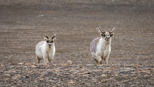 Diskobukta