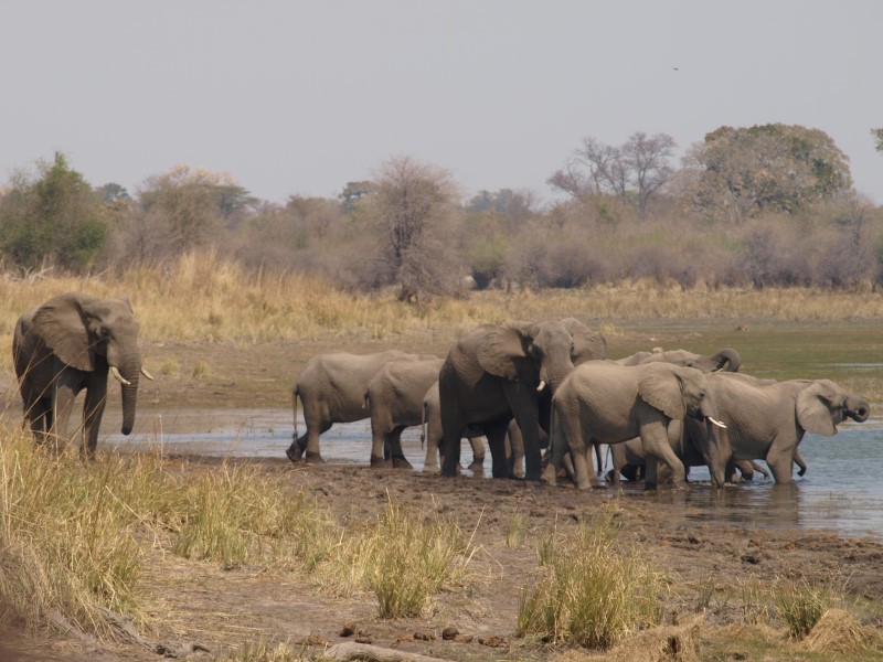 Afbeelding van Divundu Ndovu Henk 380