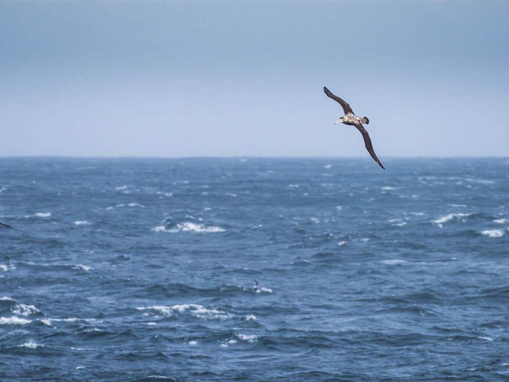 Drake Passage, Antarctica - Zuid Amerika