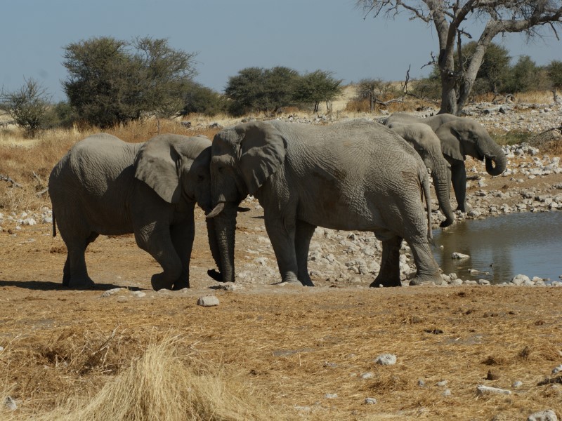 Afbeelding van Etosha Park