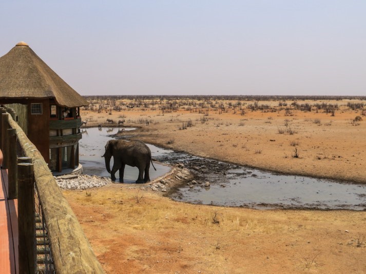 Olifantsrus - Etosha