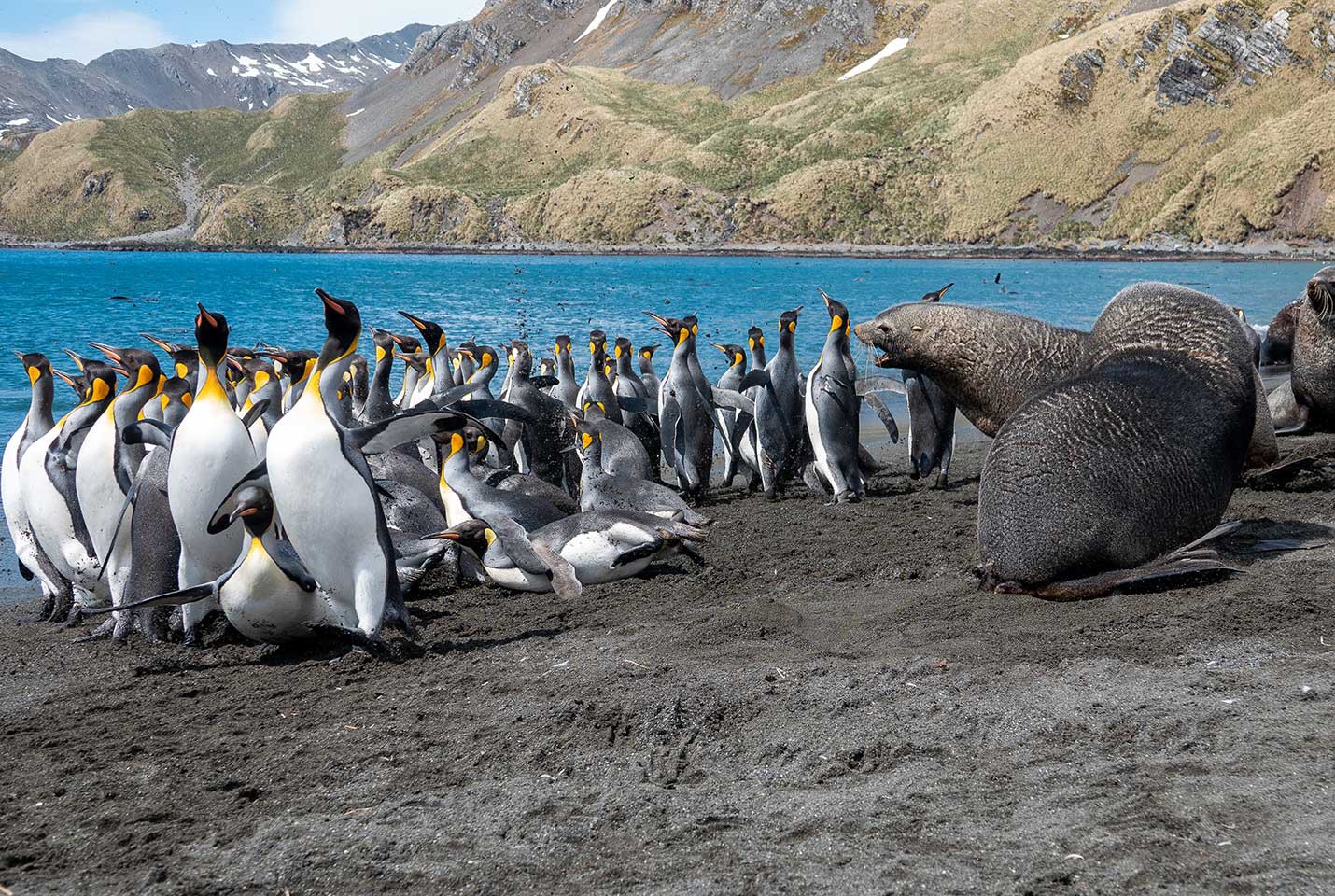 Afbeelding van Falklands Zuid Georgie Antarctica Hurtigruten Genna