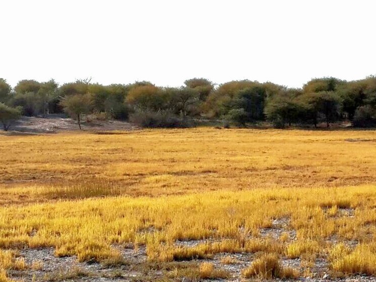 Fiume Bush Camp - Grootfontein