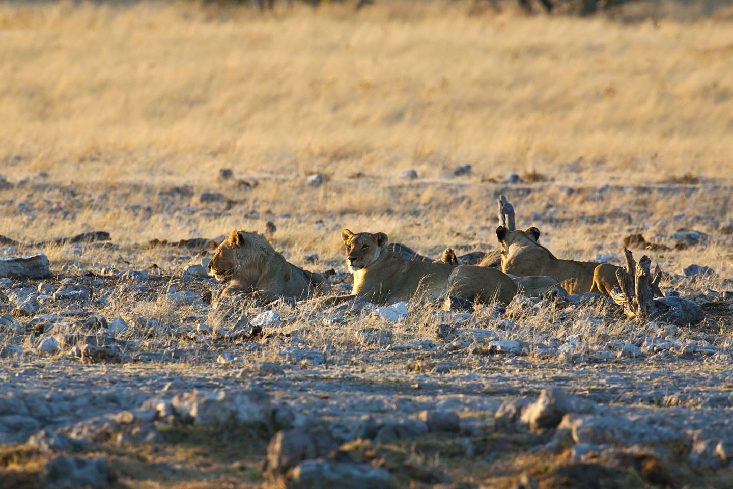 Halali Camp - Etosha