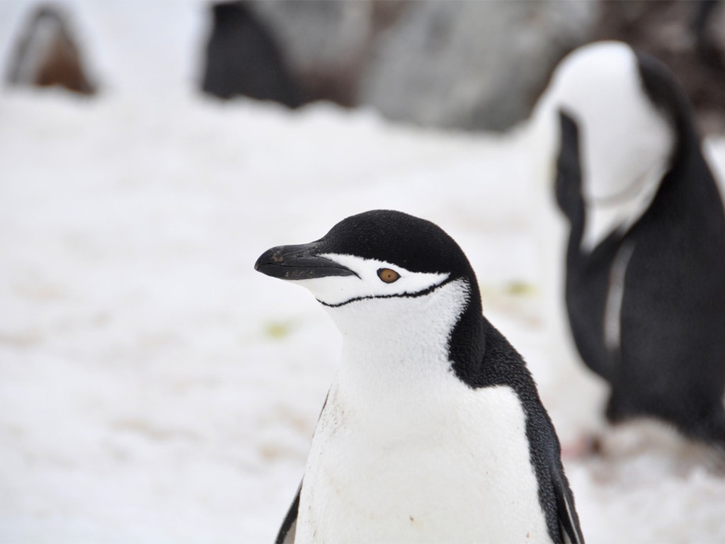 Half Moon Island, Antarctica kinband pinguin kolonie