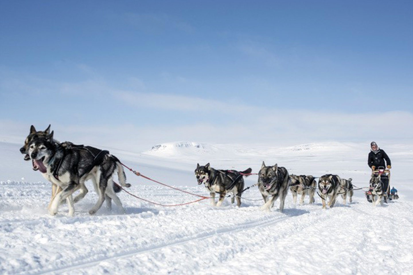 Afbeelding van Harriniva Hotels %26 Safaris Huskies 21