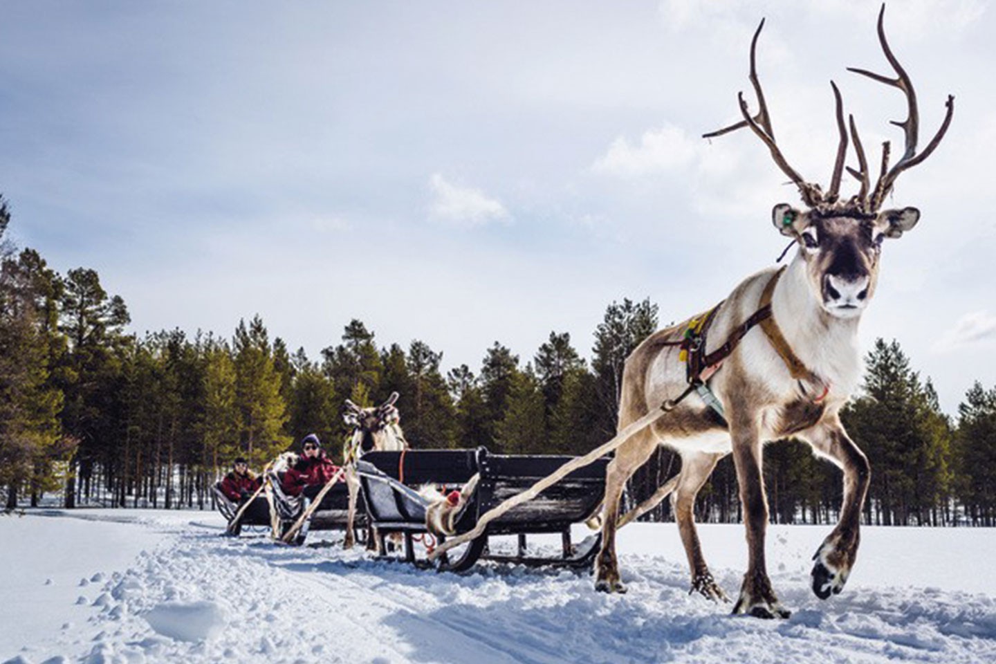 Afbeelding van Harriniva Hotels %26 Safaris Reindeer 9