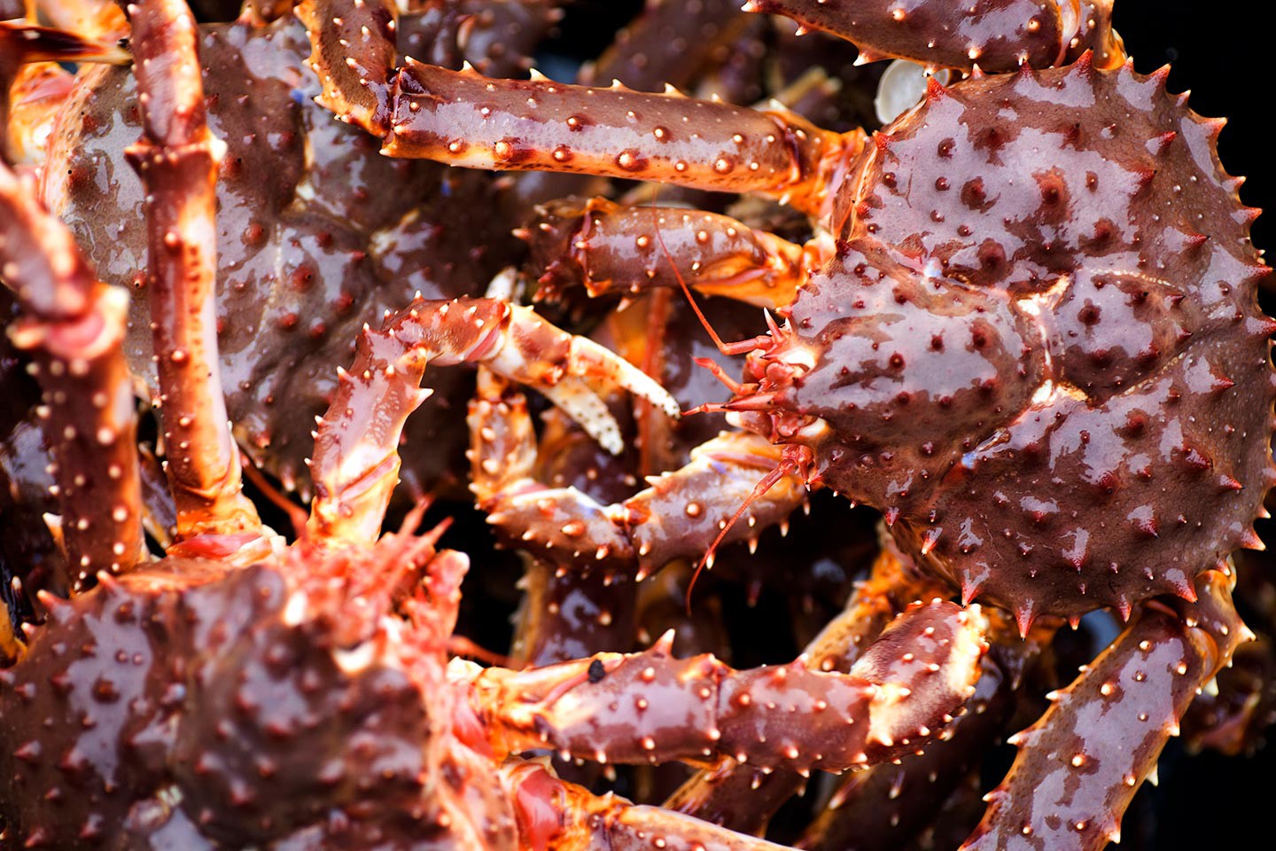 Afbeelding van Havila Kystruten King Crab Safari Siv Naero VisitNorway 1