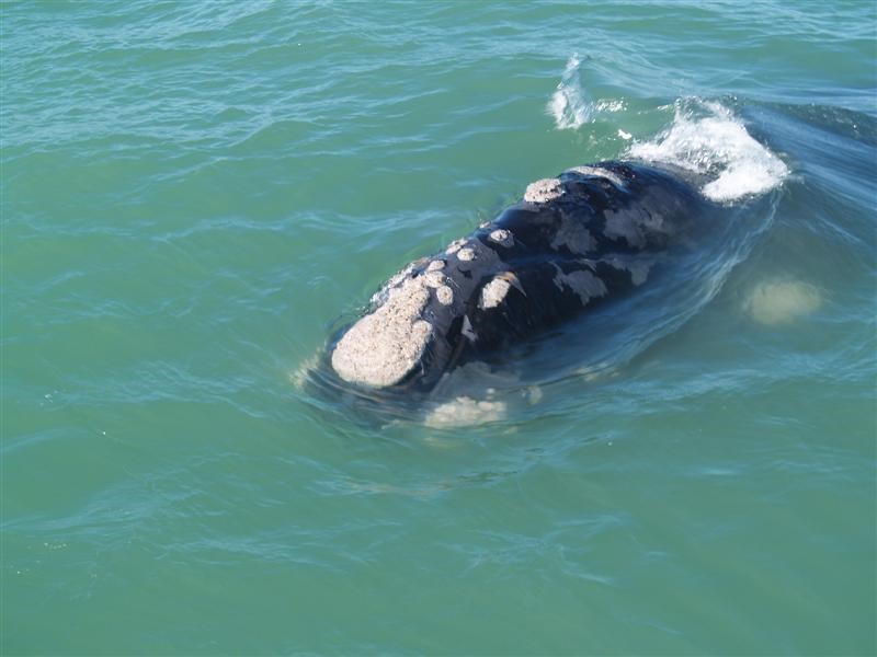 Afbeelding van Hermanus Walvis Safari 05