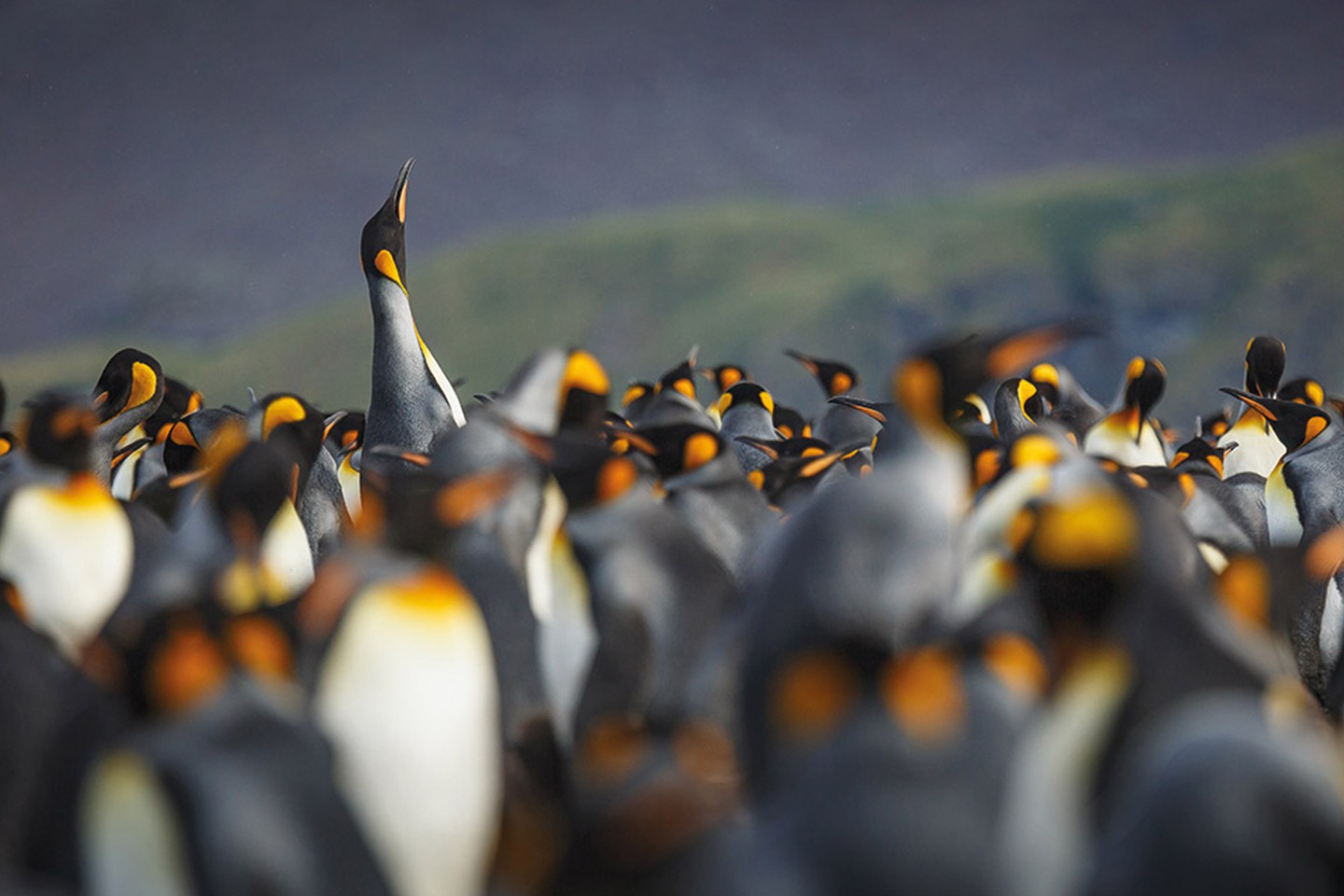 Afbeelding van Het Zevende Continent Ontdekken Quark Expeditions   King Penguins   South Georgia   Credit David Merron