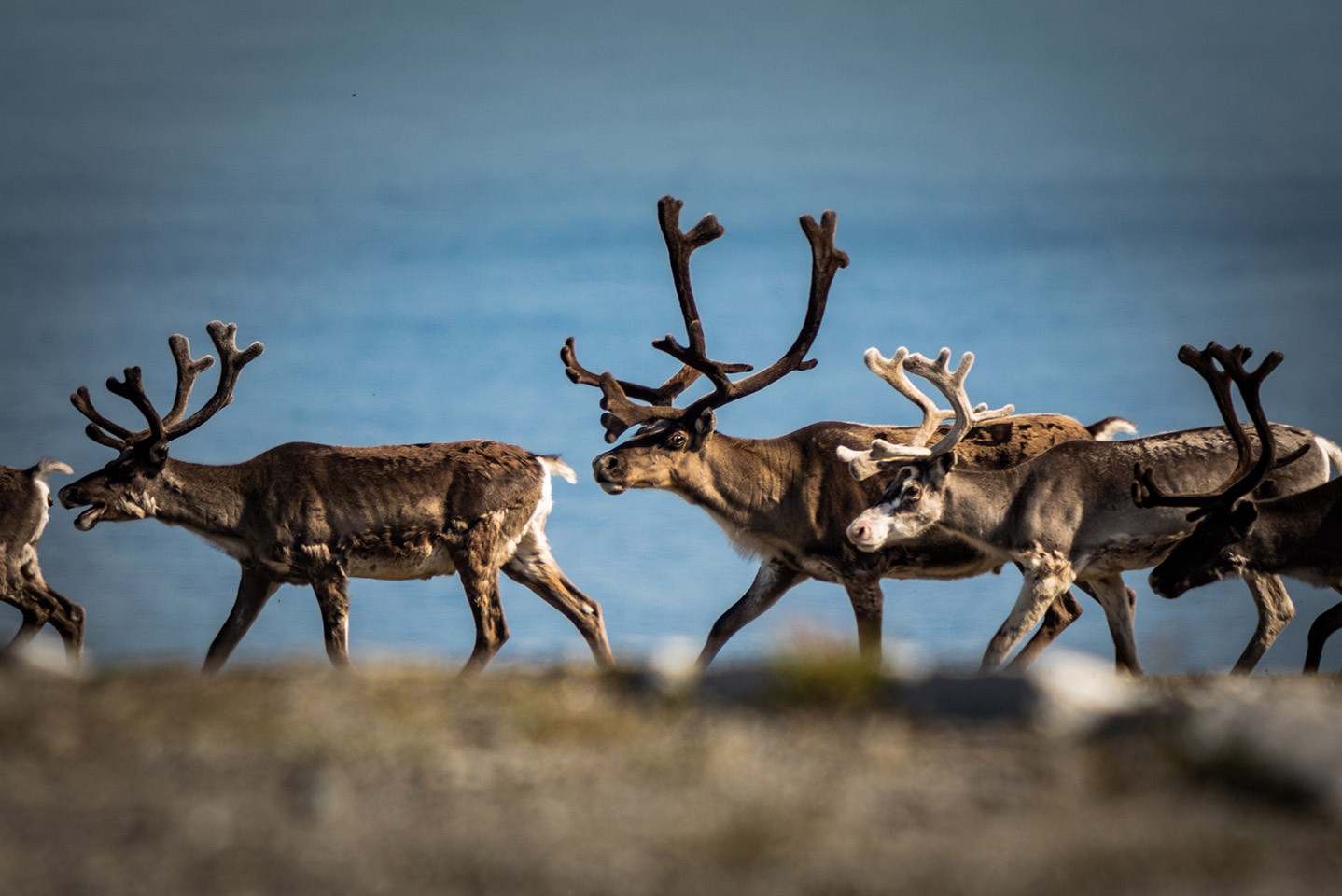 Afbeelding van Hurtigruten Bergen Kirkenes Oscar Farrera Rendieren Noordkaap