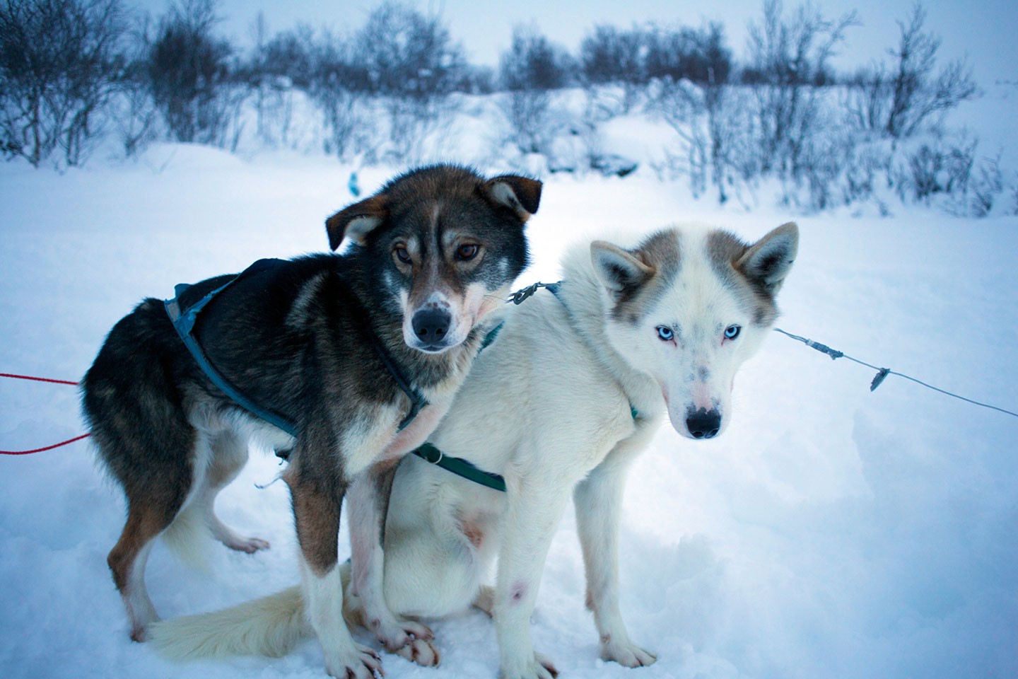 Hurtigruten excursies Kirkenes