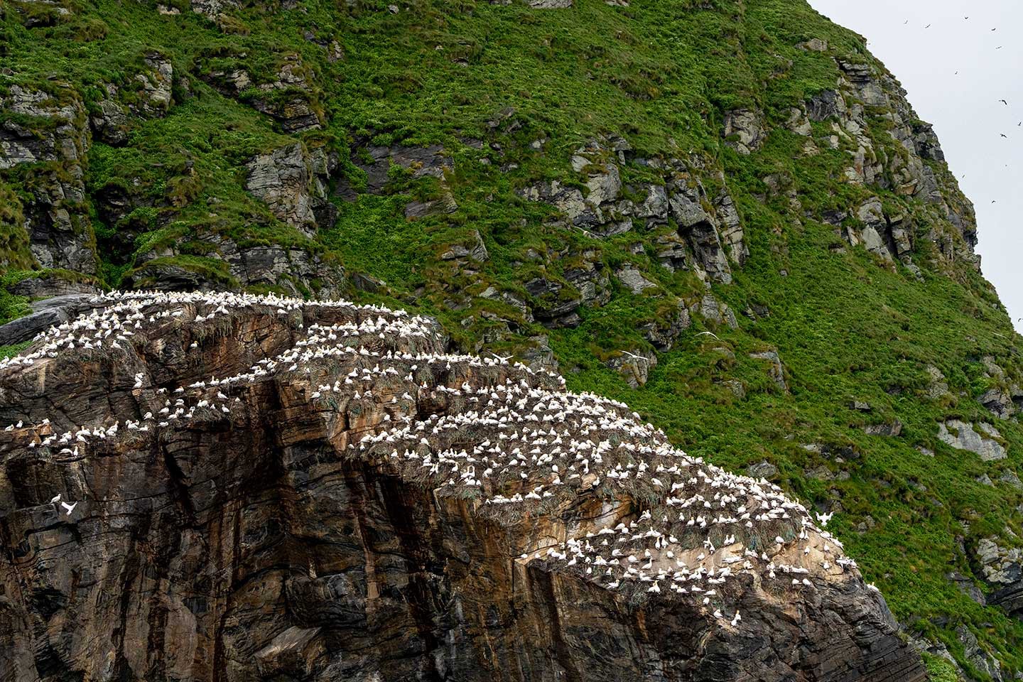 Hurtigruten excursies Øksfjord - Berlevåg