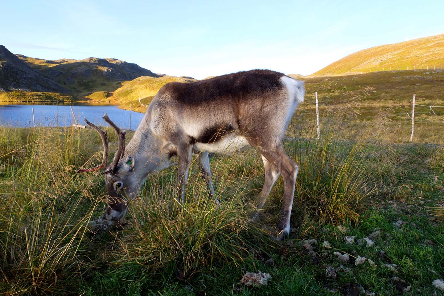 Hurtigruten excursies Øksfjord - Berlevåg