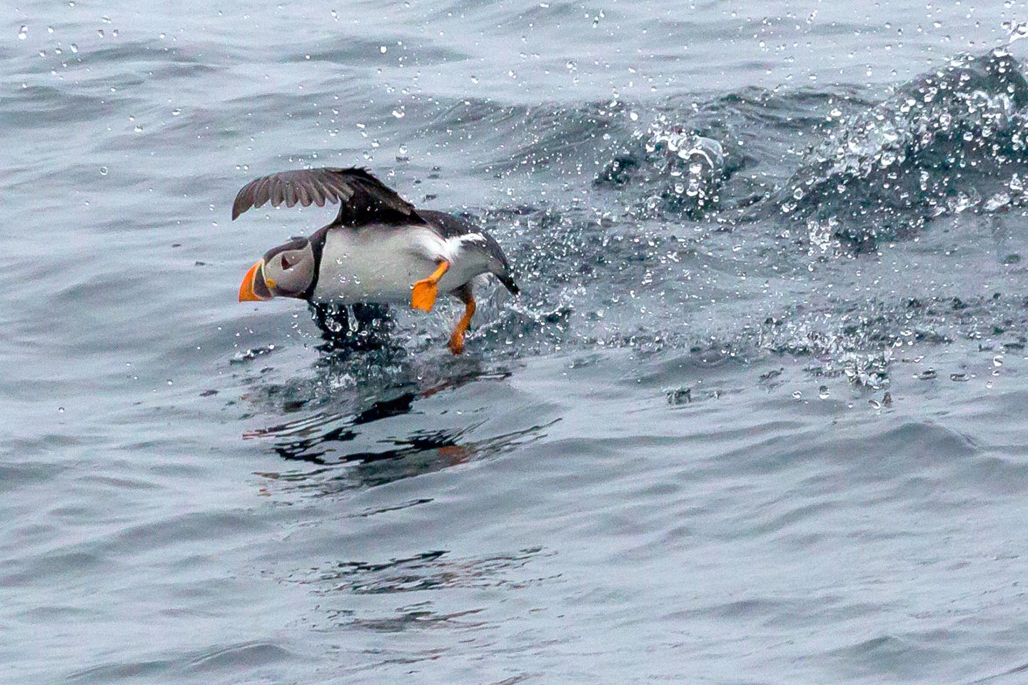 Hurtigruten excursies Øksfjord - Berlevåg