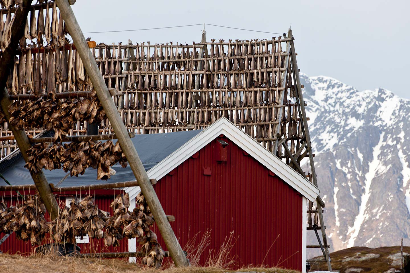 Hurtigruten excursies Tromsø - Stamsund