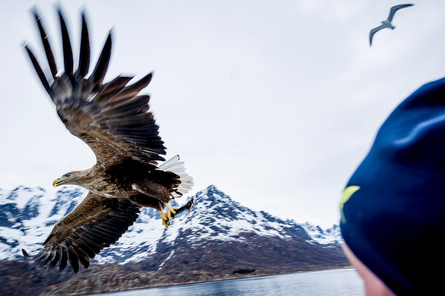 Hurtigruten excursies Tromsø - Stamsund