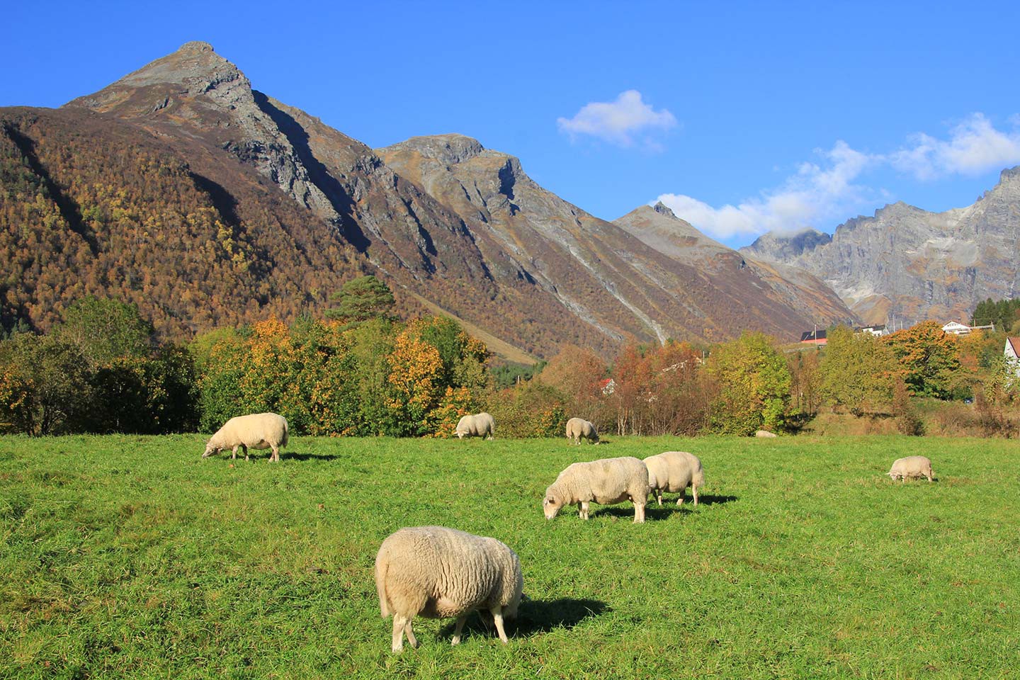 Hurtigruten excursies Bergen - Florø